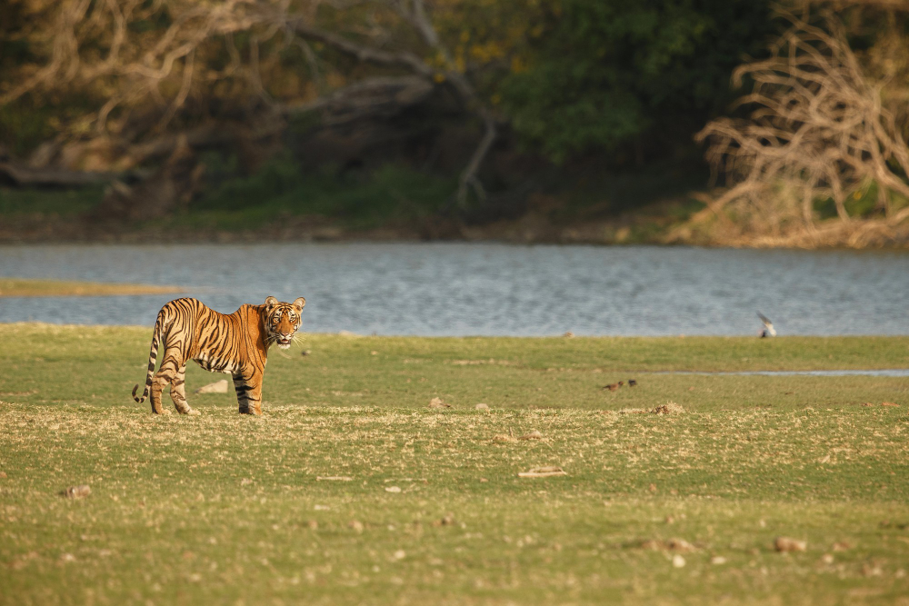 Wayanad Wildlife Retreat