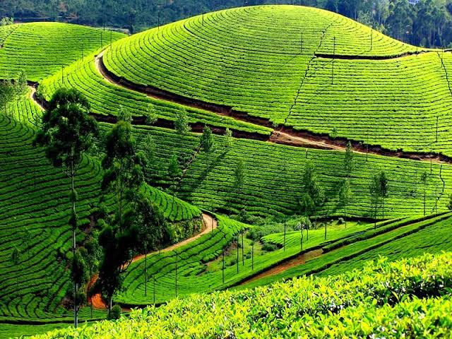 Ooty Coonoor Hill Escape